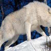 Arctic hunter