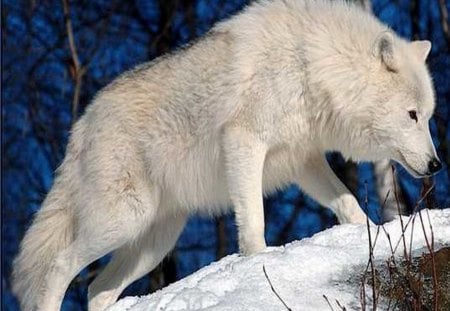 Arctic hunter - hunter, white, wolf, snow, beauty, wild, Arctic