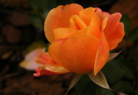 orange - orange, summer, garden, rose