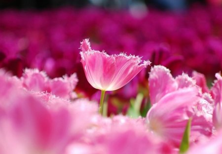 Pink - flowers, spring, wonderful, pink