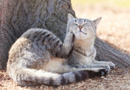 Cat - sleepy, cute, beautiful, cat, sleeping, kitty, cats, hat, cat face, paws, face, animals, pretty, beauty, sweet, kitten, lovely