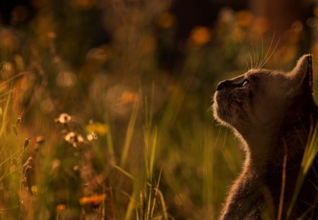 Cat - sleepy, cute, beautiful, cat, sleeping, kitty, cats, hat, cat face, paws, face, animals, pretty, beauty, sweet, kitten, lovely