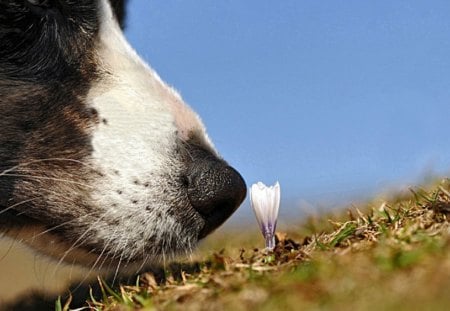 Spring... - pretty, pay, dog face, spring, playful dog, dogs, face, puppy, beautiful, beauty, puppies, lovely, sweet, playful, bubbles, cute, animals