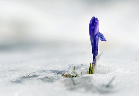 Crocus - spring, nature, snow, crocus