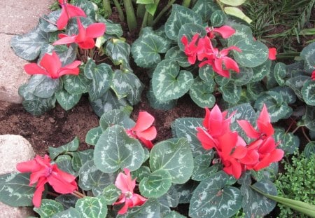 Gardening Edmonton Pyramids 05 - red, garden, gareen, flowers, photography, cyclamen, green