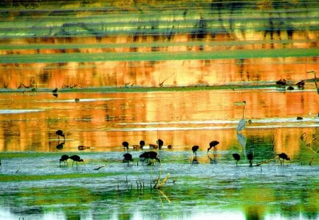 Watson Lake - wildlife, watson lake, lake, birds