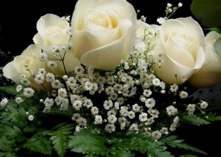 White roses - beauty, image, wallpaper, colors, new