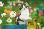 A tabby kitten on a wooden truck