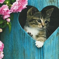 A tabby kitten in a heart in the fence