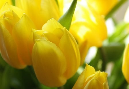 Yellow Tulips - leaves, tulips, yellow, flower