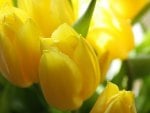 Yellow Tulips