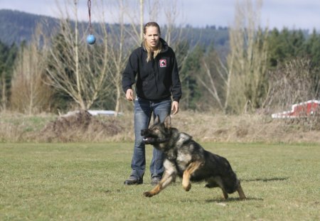 Training - police, war, dog, german shepherd