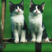 Twin cats on a ladder