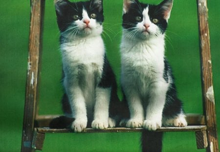 Twin cats on a ladder - feline, green, ladder, cats, twin