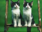 Twin cats on a ladder