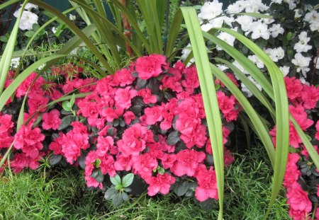 Gardening Edmonton Pyramids 22 - Azalea, white, Flowers, garden photography, garden, red, green, photography