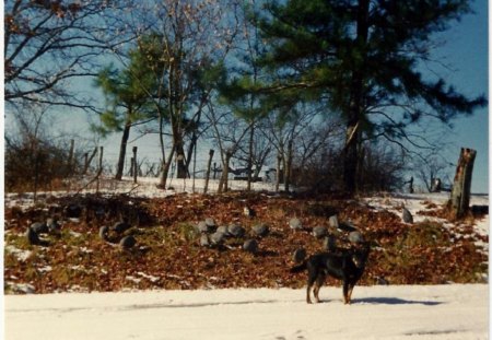 Dog and A Bunch of Guineas - snowfall, winter, animals, dogs