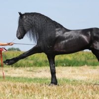 Attending to Dressage Classes