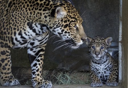 Leopards