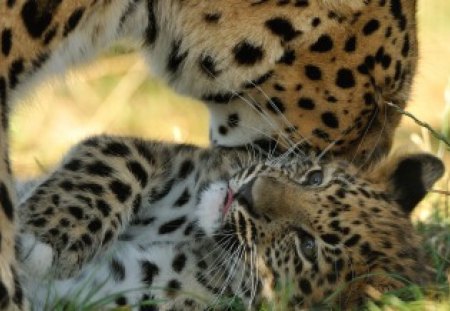 Leopards - sleeping, beauty, cat face, hat, animals, sleepy, paws, face, pretty, cute, cat, kitty, lovely, kitten, cats, beautiful, sweet