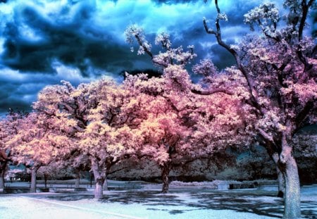 ☀.PINK n BLUE GARDENS.☀ - amazing, splendor, light, leaves, magnificent, splendid, plants, sky, clouds, branches, trees, water, waterscapes, beautiful, photography, colors, cool, shadow, wonderful, colorful, nature, bright