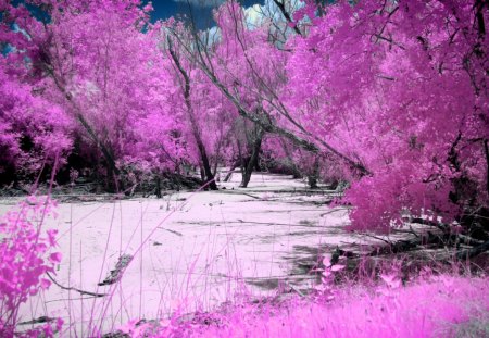 â˜€.FORGOTTEN SWAMP.â˜€ - sky, trees, photography, water, colorful, forgotten, wonderful, swamp, lakes, amazing, cool, clouds, waterscapes, splendid, magnificent, light, plants, nature, bright, beautiful, pink, leaves, splendor, colors, shadow