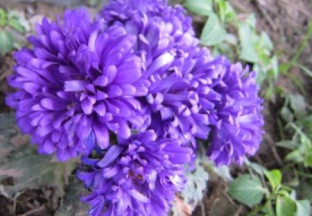 Pretty purple flower - Pretty, flower, lovely, purple