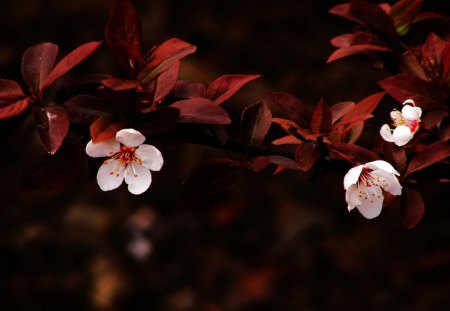 Beautiful flowers - flowers, leaves, petals, nature