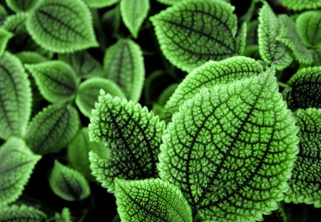 Beautiful green leaves - leaves, nature, macro, green