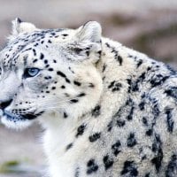 Snow Leopard