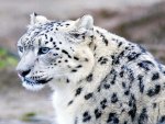 Snow Leopard