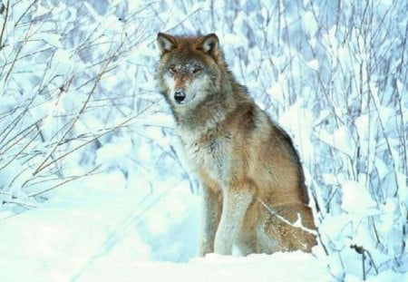 Winter Wolf - dogs, wolf, animals, snow