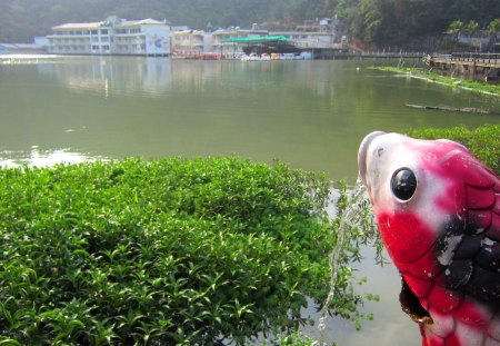 Lovely lake - lake, bridge, carp, lovely