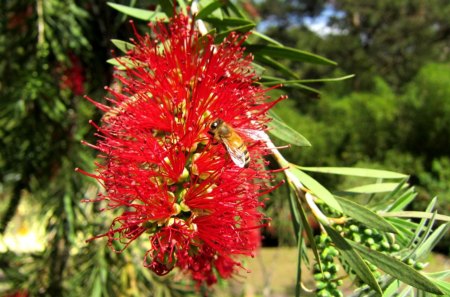 Flower and Bee - red, flower, bee, bright