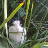 Cat-Fatso's Antics