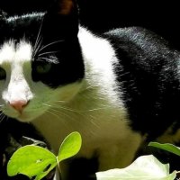 Cat-Fatso's Antics