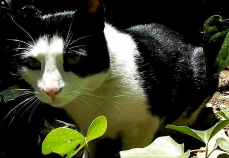 Cat-Fatso's Antics - pets, tuxedo cat, black and white cat, cute, cats, cat