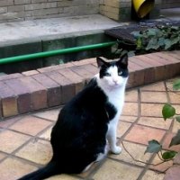 Cat-Fatso's Antics