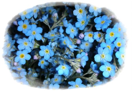 Forget me Not - flowers, blue, forget me not, delicacy, flower