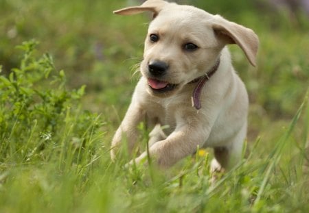 Dog - pretty, pay, beautiful, dog face, beauty, puppies, lovely, playful dog, sweet, playful, dogs, bubbles, cute, face, puppy, animals