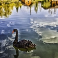 Swan reflection