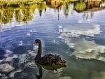 Swan reflection