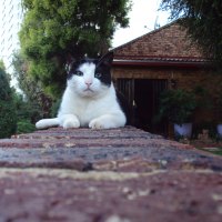 Cat-Fatso