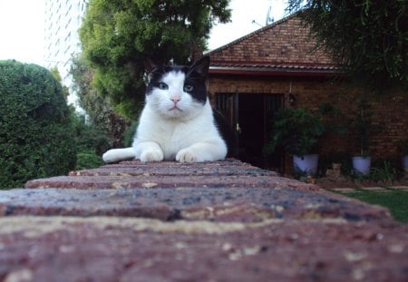 Cat-Fatso - paws, beauty, black and white cat, tuxedo cat, cat, cats