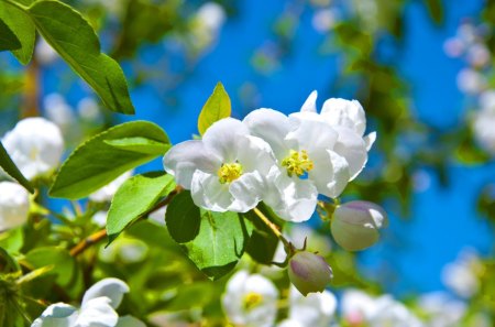 Spring blossoms - blossoms, blooming, delicate, pretty, beautifyl, tender, spring, fragrance, leaves, white, sky, freshness, nice, scent, lovely, nature