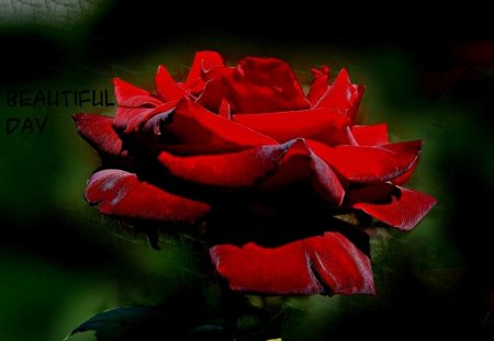 ❤ - enjoy, day, sweet rose, red