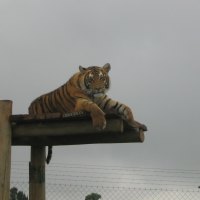 Bengal Tiger South Africa