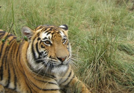 Bengal Tiger - cute, cats, begal, paws, tiger, cat