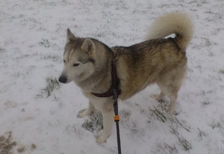 shadow in the snow - snow, dog, husky, mallamute