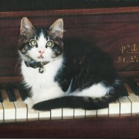 A Gray and white kitten on the piano keybroad